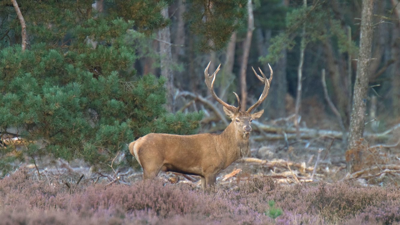 Zintuigen op scherp!