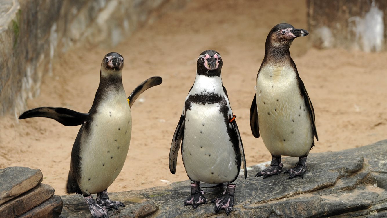 SeaLifeScheveningen 2