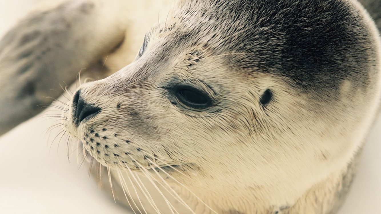 Zeezoogdierenopvangcentrum A Seal 1