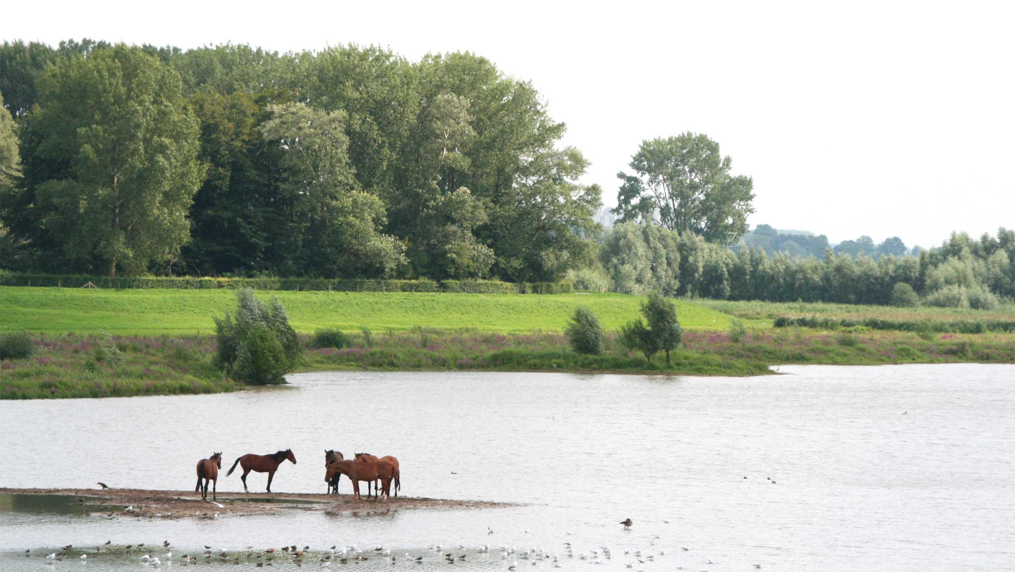 Omgeving Molecaten Park De Agnietenberg 20 paarden uiterwaarden IJssel